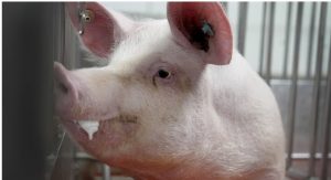 Trasplantan pulmón de cerdo a paciente con muerte cerebral