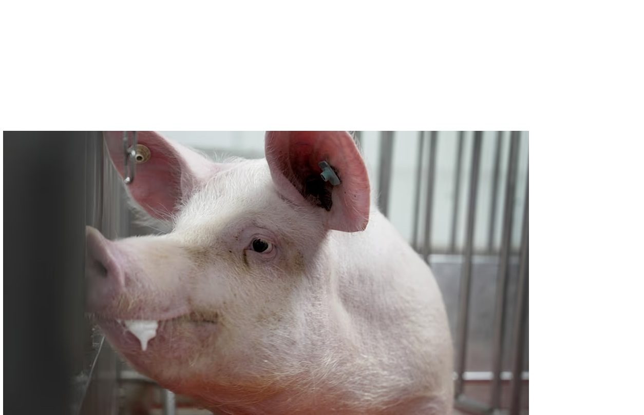 Trasplantan pulmón de cerdo a paciente con muerte cerebral imagen