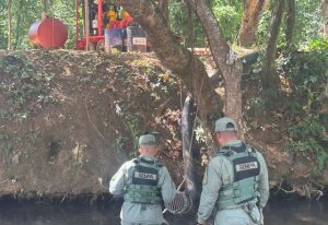 SENPA investiga muerte peces en ríos Matúa e Higüero