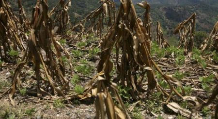 SALCEDO: Productores piden soluciones para sacar cosecha