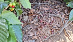 Caficultores del sur piden ayuda ante riesgo pérdida de cosecha