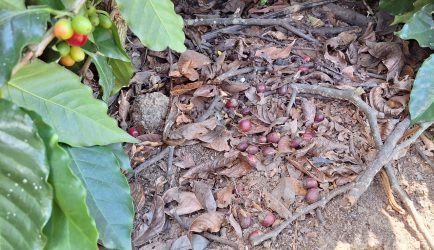 Caficultores del sur piden ayuda ante riesgo pérdida de cosecha