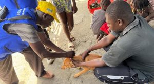 Perros rabiosos provocan la muerte de 5 personas en Haití