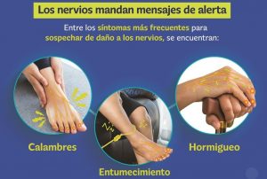 Vitaminas contribuyen a la regeneración nerviosa Vitaminas contribuyen a la regeneración nerviosa