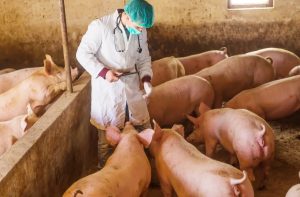 La FAO certifica en RD a 637 predios en bioseguridad porcina