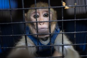 En fase final plan traslado de especies exóticas de PR a RD En fase final plan traslado de especies exóticas de PR a RD