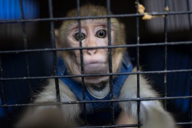 En fase final plan traslado de especies exóticas de PR a RD