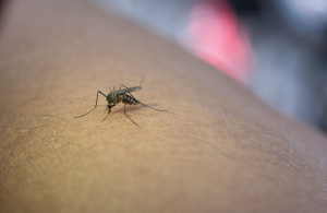 Salud reporta reducción 80 % de casos dengue este año