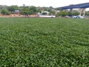 Lilas del Ozama: verdor que evidencia crimen ambiental Lilas del Ozama: verdor que evidencia crimen ambiental