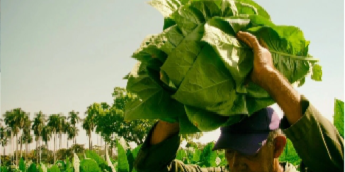 Producción de habanos en RD se ve afectada por sanción EEUU imagen