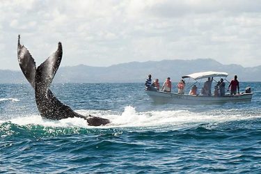 Comienza temporada para el avistamiento ballenas Samaná
