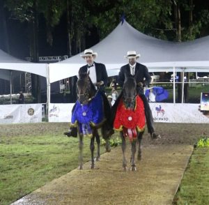 Sucesor, Victoria e Ilusión ganan Circuito Nacional Caballos Paso