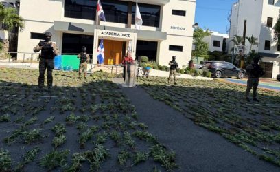 Autoridades decomisan 1,835 plantas de marihuana en Baní Autoridades decomisan 1,835 plantas de marihuana en Baní