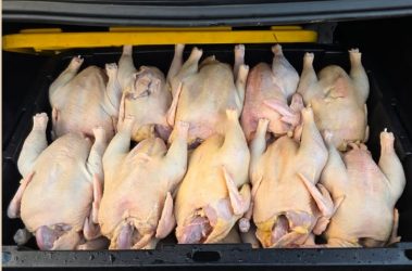 Inespre inicia venta más de un millón libras de pollo a 55 pesos