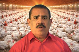 El PLD exige rescate de 303 pequeños avicultores en quiebra El PLD exige rescate de 303 pequeños avicultores en quiebra