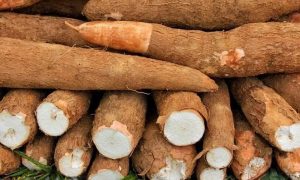 Posible relación entre la epilepsia y la yuca