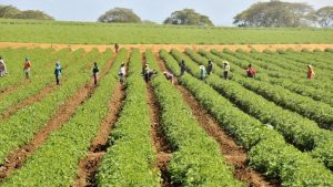 Apoyan subsidio a fertilizantes en la RD y piden plan integral