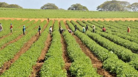 Apoyan subsidio a fertilizantes en la RD y piden plan integral