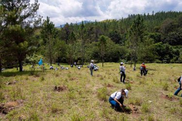 Banco Popular siembra 6,000 plantas en la región de La Sierra