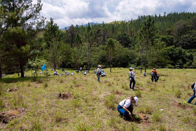 Banco Popular siembra 6,000 plantas en la región de La Sierra imagen