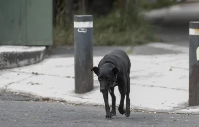 MEXICO: Polémica por sacrificio de más de 10.000 perros