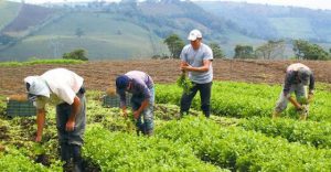 Productores agropecuarios RD buscan garantizar alimentos