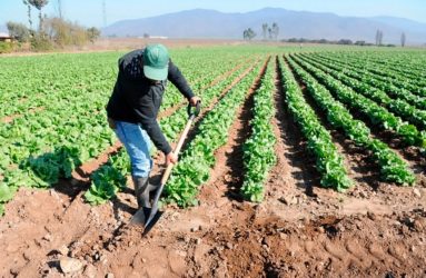 Bajos salarios alejan a jóvenes  RD de carreras agropecuarias