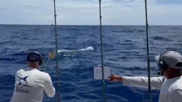 Lanchas Ángela y Fresh Air lideran pesca al Marlin Blanco imagen