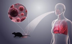 El hantavirus y el peso de la memoria: cuando el miedo tiene historia (OPINION) El hantavirus y el peso de la memoria: cuando el miedo tiene historia (OPINION)