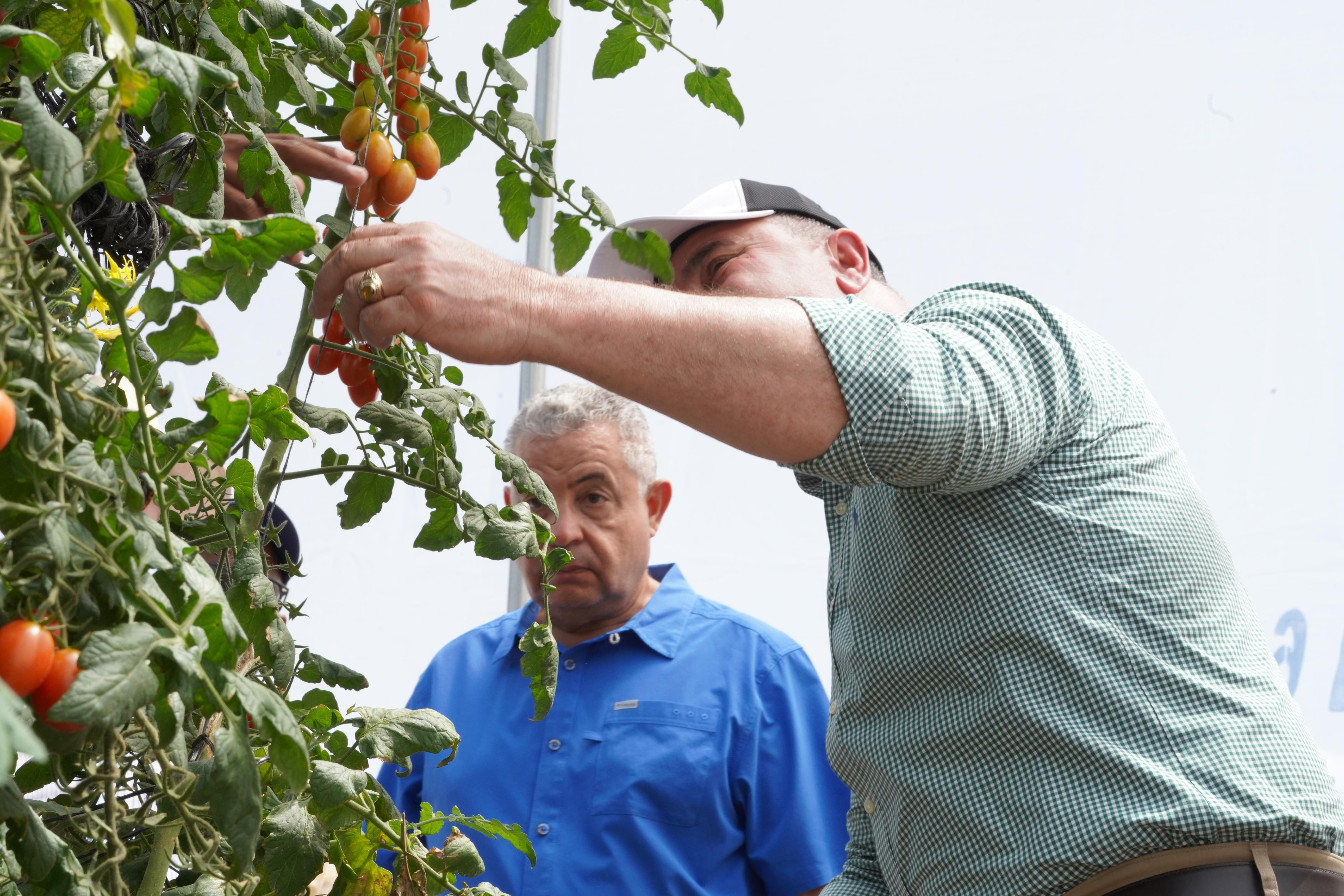 Exportaciones tomate cherry a EEUU consolidan su crecimiento imagen