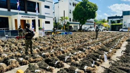 OCOA: Intervienen siembra de 15,392 plantas de marihuana