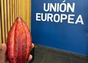 Cacao dominicano con nuevos requisitos de calidad de la UE