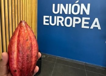 Cacao dominicano con nuevos requisitos de calidad de la UE