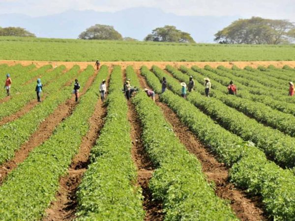 Producción agrícola crece un 12.1% en República Do