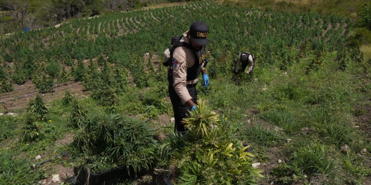 OCOA: Descubren plantación con más 3,000 matas marihuana