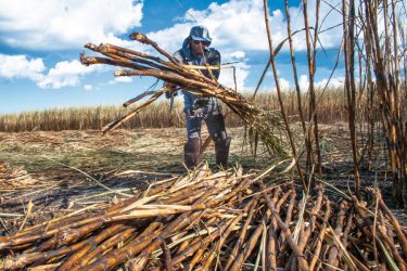 Industria azucarera repunta con críticas a condiciones laborales