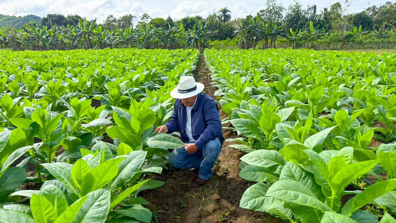 Industria del tabaco de la RD genera más de 122 mil empleos imagen