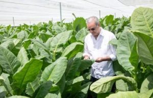 República Dominicana impulsa modernización cultivo tabaco