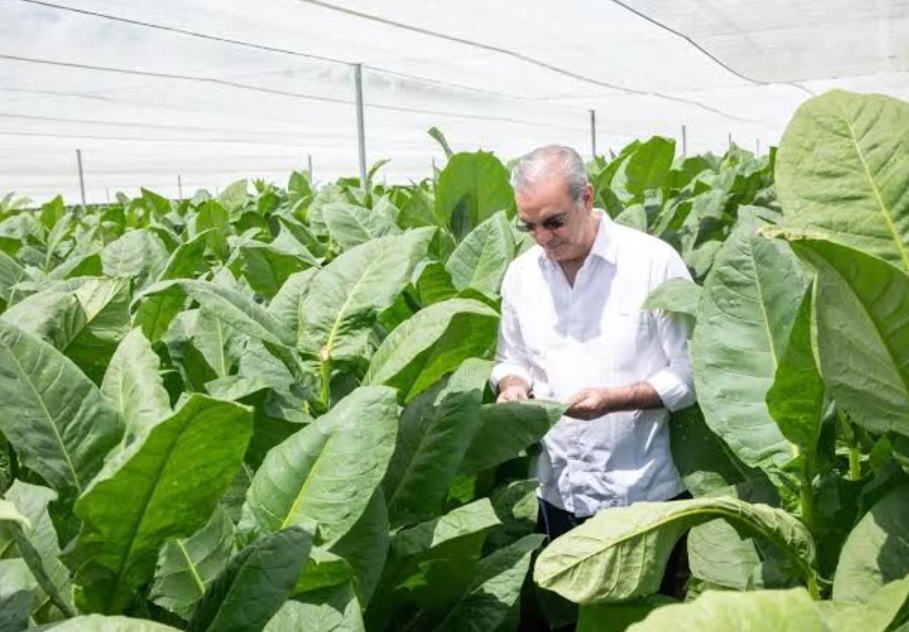 República Dominicana impulsa modernización cultivo tabaco imagen