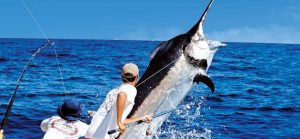 Torneo Internacional de Pesca al Marlin Azul en Santo Domingo Torneo Internacional de Pesca al Marlin Azul en Santo Domingo
