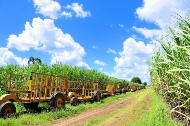 El Central Romana niega haya trabajo forzoso en sus campos El Central Romana niega haya trabajo forzoso en sus campos