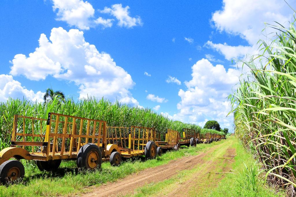 El Central Romana niega haya trabajo forzoso en sus campos imagen