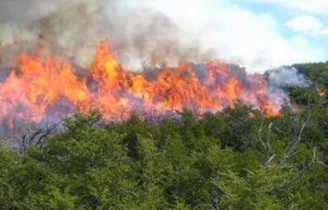 Se reactiva fuego Valle Nuevo, 70 brigadistas tratan sofocarlo Se reactiva fuego Valle Nuevo, 70 brigadistas tratan sofocarlo