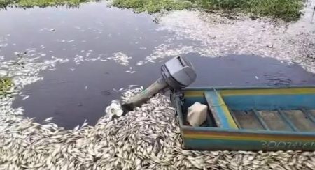 Denuncian gran mortandad de peces y derrame en bahía Azua Denuncian gran mortandad de peces y derrame en bahía Azua