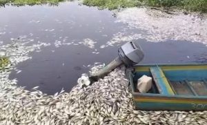 Denuncian gran mortandad de peces y derrame en bahía Azua