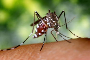 ¿Para qué sirven los mosquitos? ¿Para qué sirven los mosquitos?