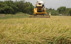 EU condiciona acceso arroz RD a       DR-Cafta que derogue decreto