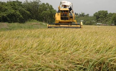 EU condiciona acceso arroz RD a       DR-Cafta que derogue decreto