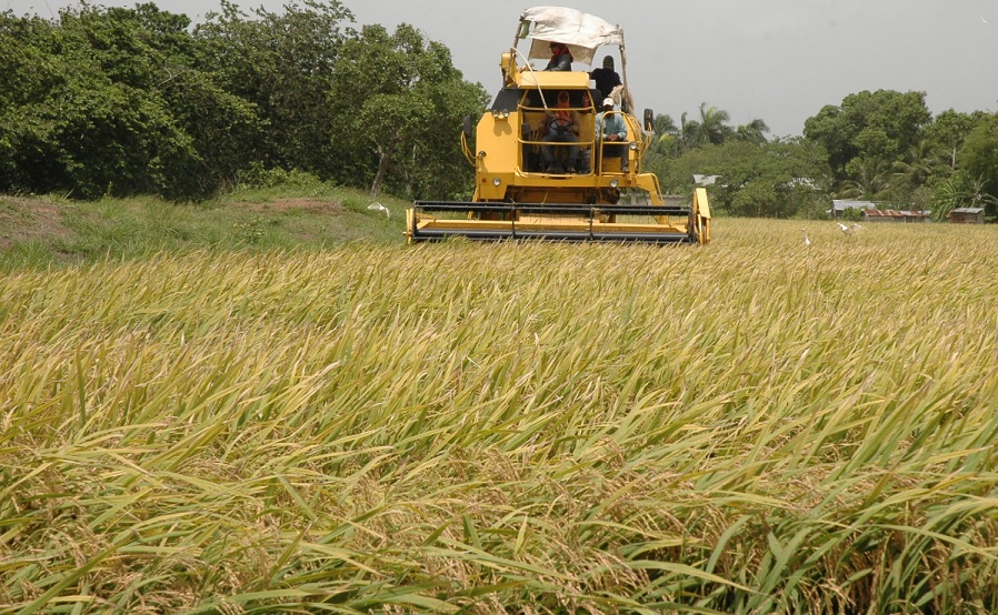EU condiciona acceso arroz RD a       DR-Cafta que derogue decreto