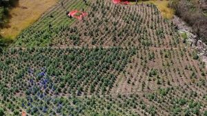 Autoridades desmantelan dos plantaciones marihuana Azua